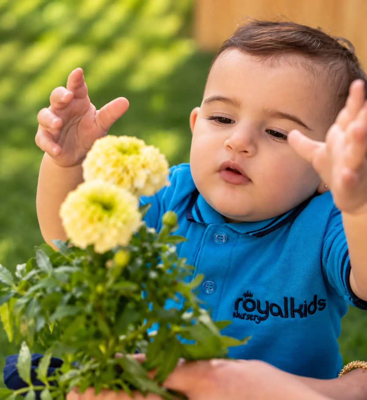 A toddler in a Royal Kids Nursery polo reaching towards a pot of marigolds in the garden